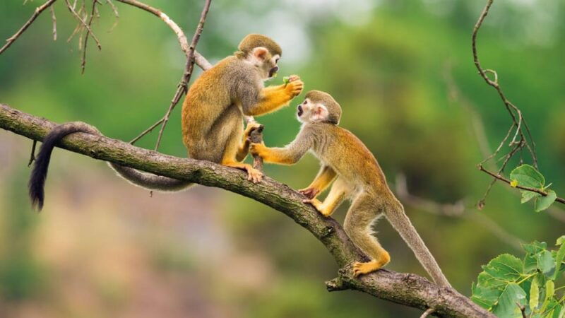 iquitos-tour-of-the-northern-amazon-in-3-days