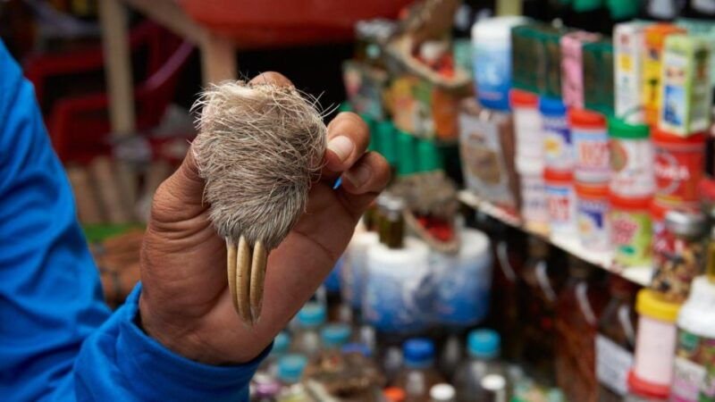 iquitos-visit-the-exotic-belen-market-venice-loretana