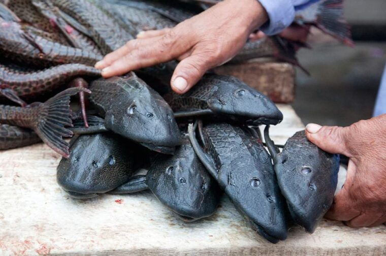 iquitos-visit-the-exotic-belen-market-venice-loretana