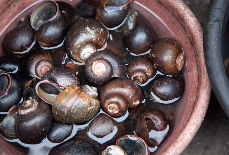 iquitos-visit-the-exotic-belen-market-venice-loretana