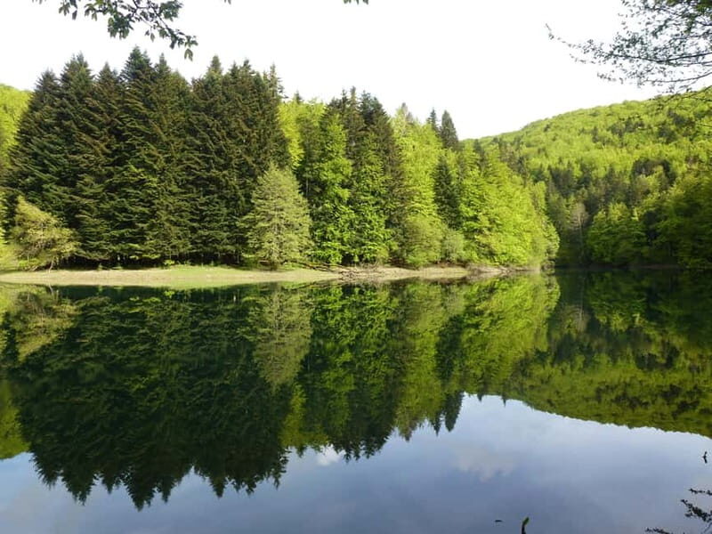 Irati Forest and Ochagavía Excursion - Considerations for Travelers