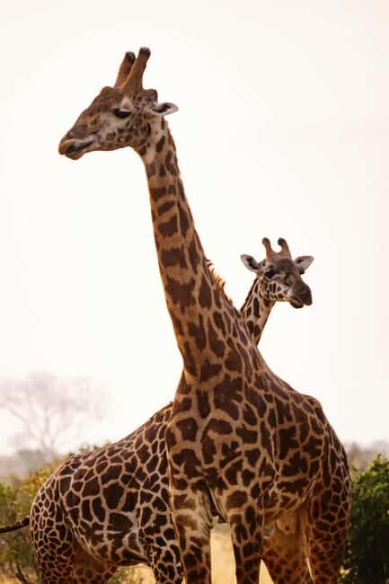 Iringa: Ruaha National Park 2-Day Safari with Game Drives - The Itinerary in Detail