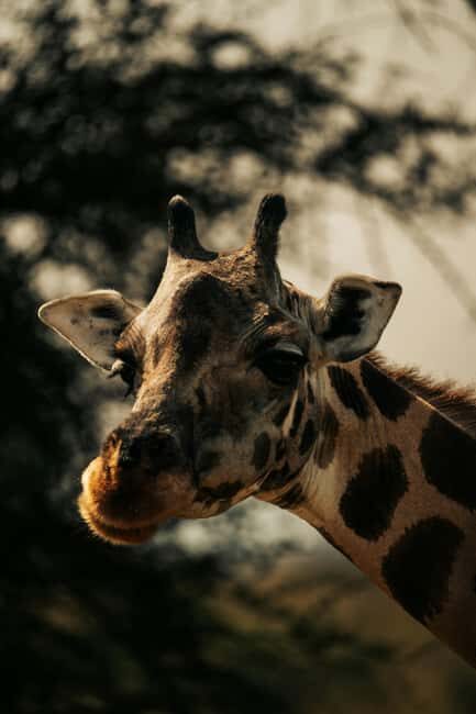Iringa: Ruaha National Park 2-Day Safari with Game Drives - Practical Aspects of the Tour