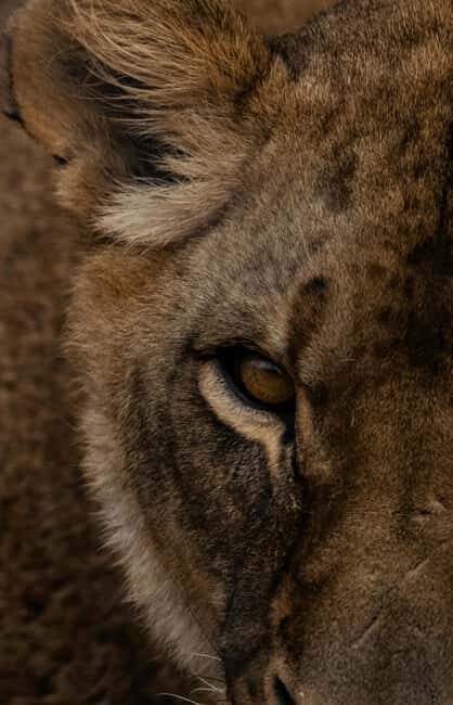 Iringa: Ruaha National Park 2-Day Safari with Game Drives - Who Would Love This Experience?