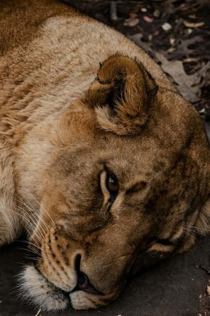 Iringa: Ruaha National Park 2-Day Safari with Game Drives - FAQ