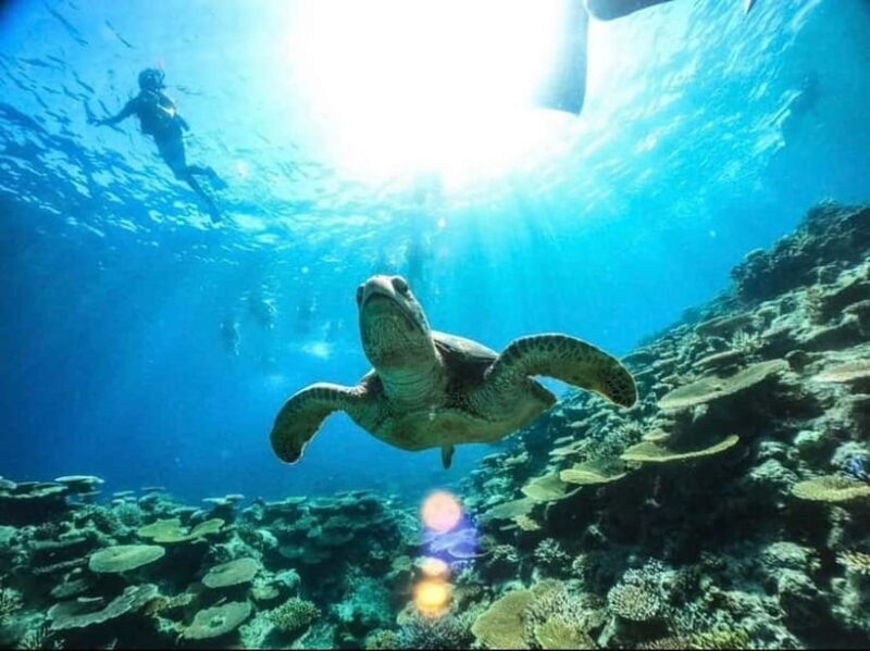 Iriomote: Boat Snorkeling Tour at Barasu Island - Practical Details and Tips