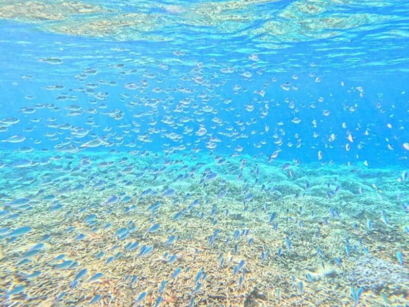 Iriomote: Boat Snorkeling Tour at Barasu Island - FAQ