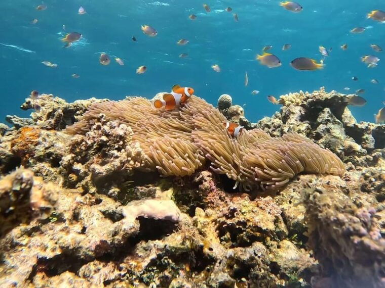 iriomote-boat-snorkeling-tour-at-barasu-island