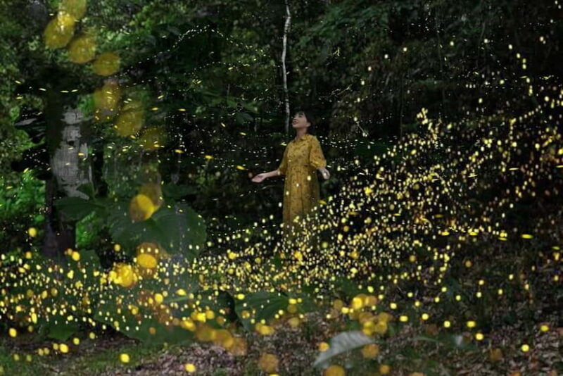 Iriomote Island Limited Time Yaeyama Firefly Viewing Tour - Who Will Love This Experience?