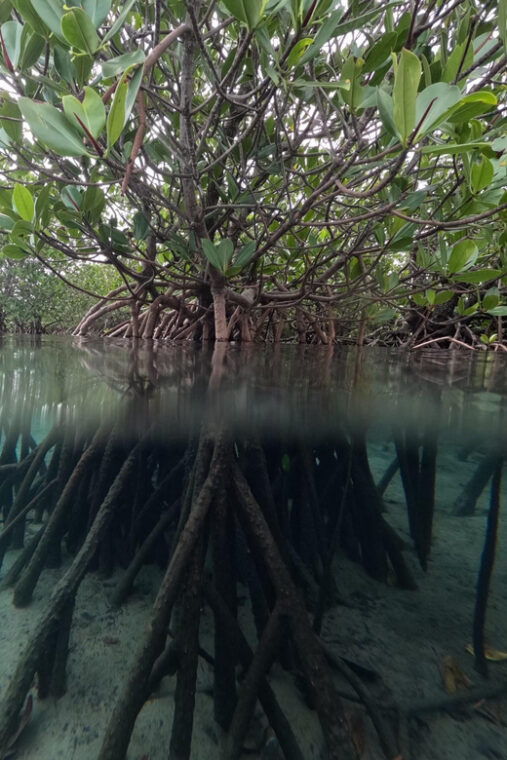 iriomote-island-mangrove-river-canoe-cruising-tour