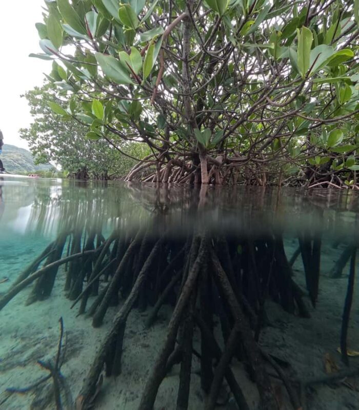 Iriomote island: Mangrove River SUP or Canoe Cruising Tour - The Sum Up