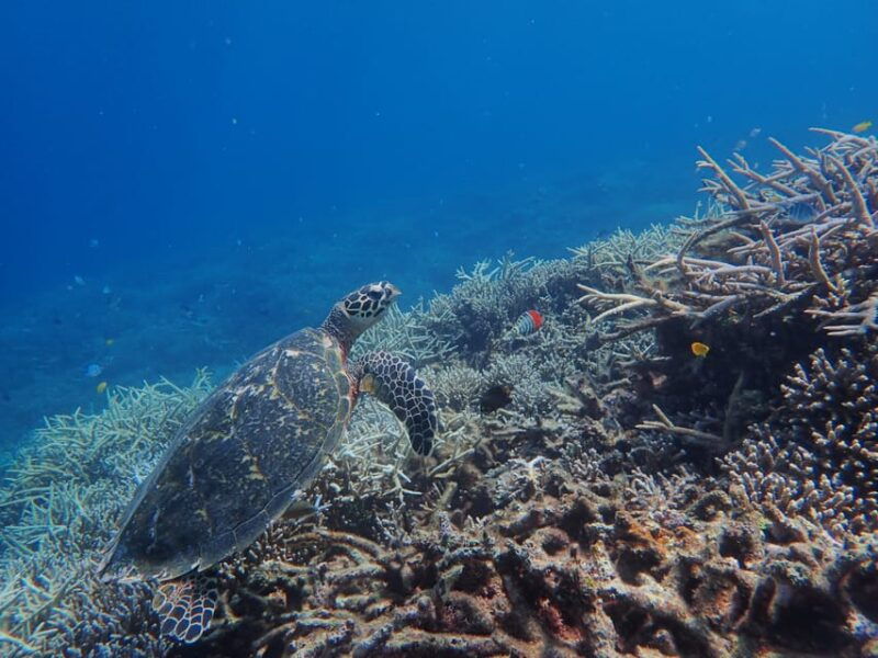 iriomote-mangrove-sup-and-snorkeling-at-coral-island