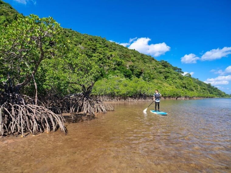 iriomote-mangrove-sup-and-snorkeling-at-coral-island
