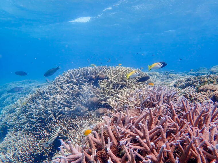 iriomote-mangrove-sup-and-snorkeling-at-coral-island