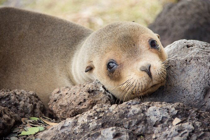 isabela-full-day-from-santa-cruz-with-tintoreras-flamingos