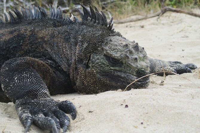 isabela-full-day-from-santa-cruz-with-tintoreras-flamingos