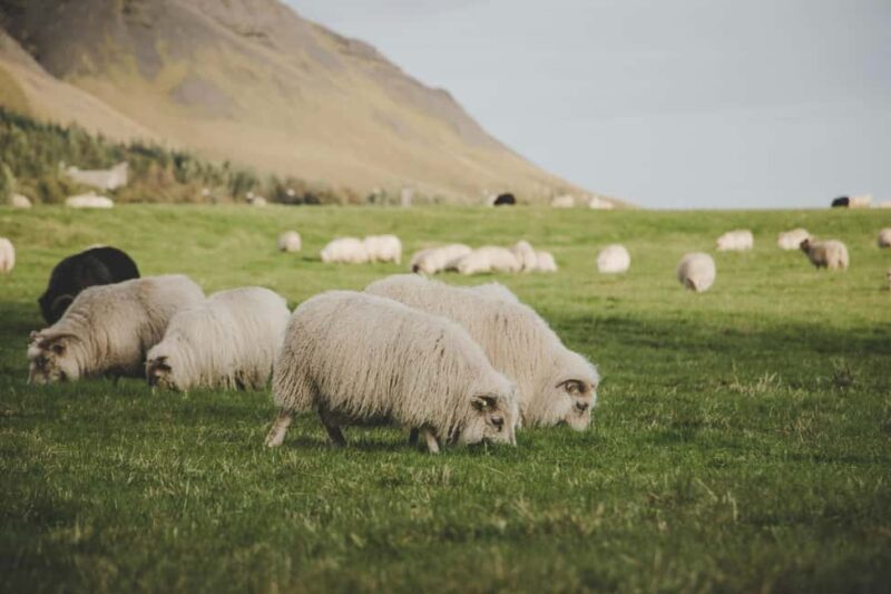 Ísafjörður: Dynjandi Waterfall & Flateyri Village Tour - Final Thoughts
