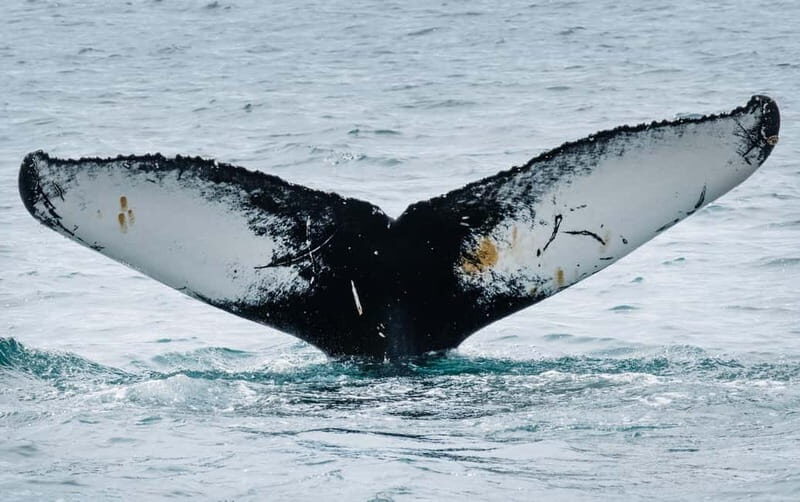 Ísafjörður: Midnight Whale Watching Tour with Hydrophone - The Itinerary: What to Expect