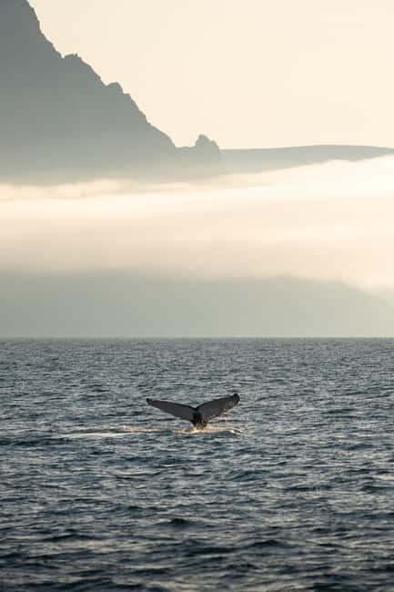 Ísafjörður: Westfjords Whale Watching Boat Tour - An In-Depth Look at the Whale Watching Experience