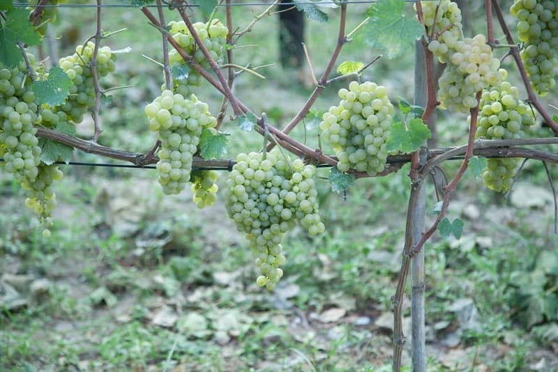Ischia: Island tour with wine tasting in a typical winery - Exploring Ischia in Four Hours: What You Can Expect