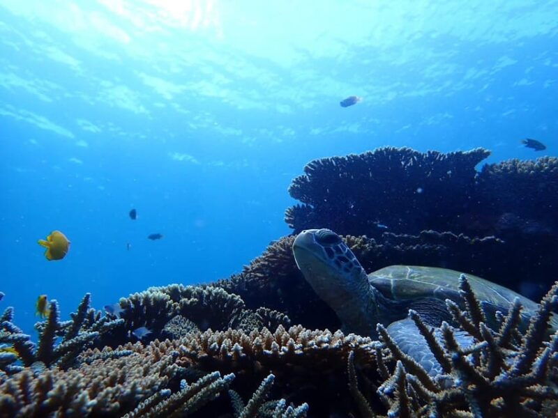ishigaki-blue-cave-snorkeling-tour