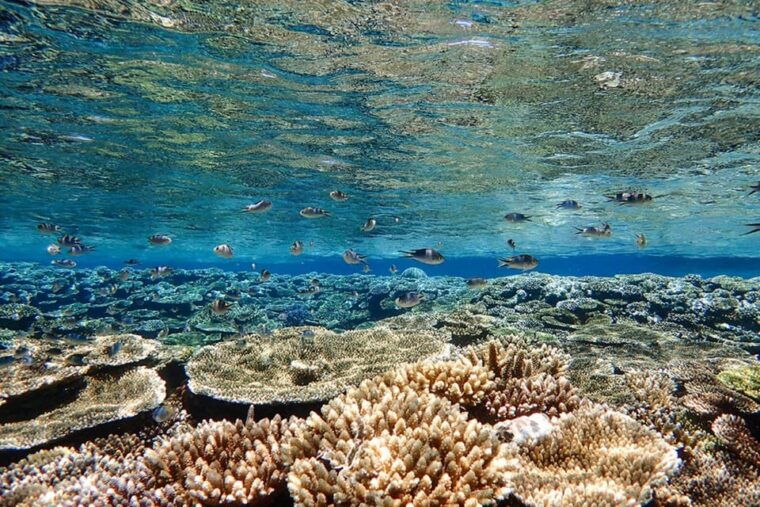 ishigaki-blue-cave-snorkeling-tour