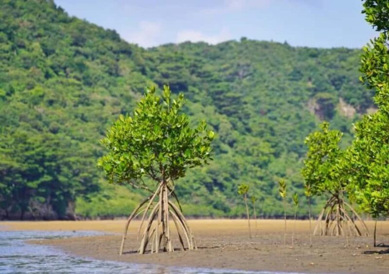 Ishigaki: Half-Day Scenic Tour with Photos & Transfer - Price & Value Analysis