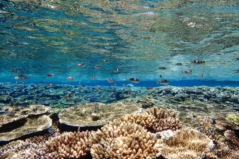 Ishigaki Island: Blue Cave Snorkeling & Taketomi Sightseeing - Practical Details and Value