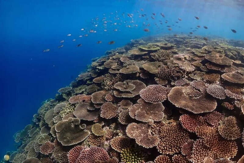 Ishigaki Island: Blue Cave Snorkeling & Taketomi Sightseeing - FAQ