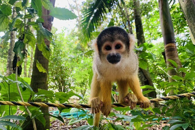 Ishigaki Island Highlights Tour - Practical FAQs