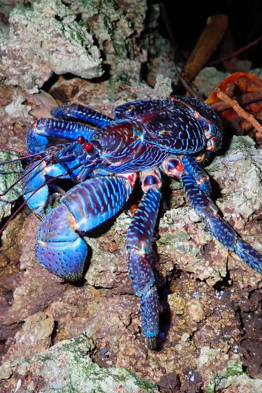 ishigaki-jungle-walk-and-stargazing-night-tour