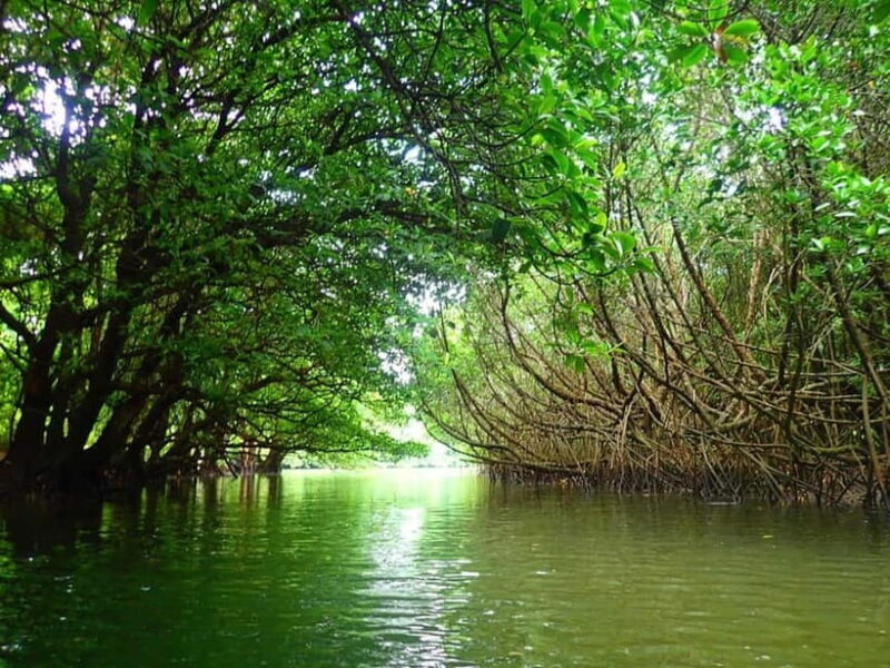 Ishigaki: Mangrove SUP or Canoe & Phantom Island Snorkeling - Practical Details and Logistics