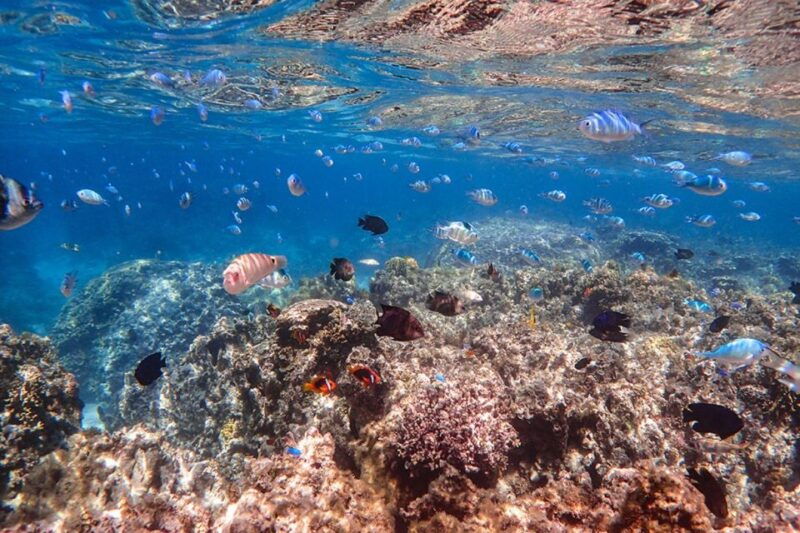 ishigaki-phantom-island-snorkeling-and-taketomi-sightseeing