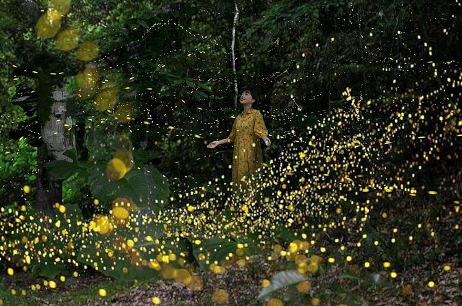 Ishigaki Sunset Limited Time Yaeyama Firefly Viewing Tour - Why This Experience Offers Great Value