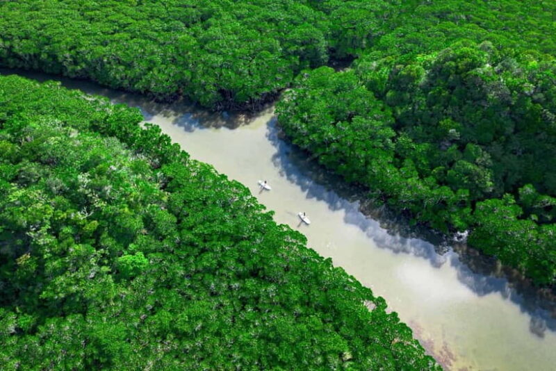 Ishigaki:Mangrove&Sea SUP/Kayak Tour with SLR&Drone footage - Key Points  