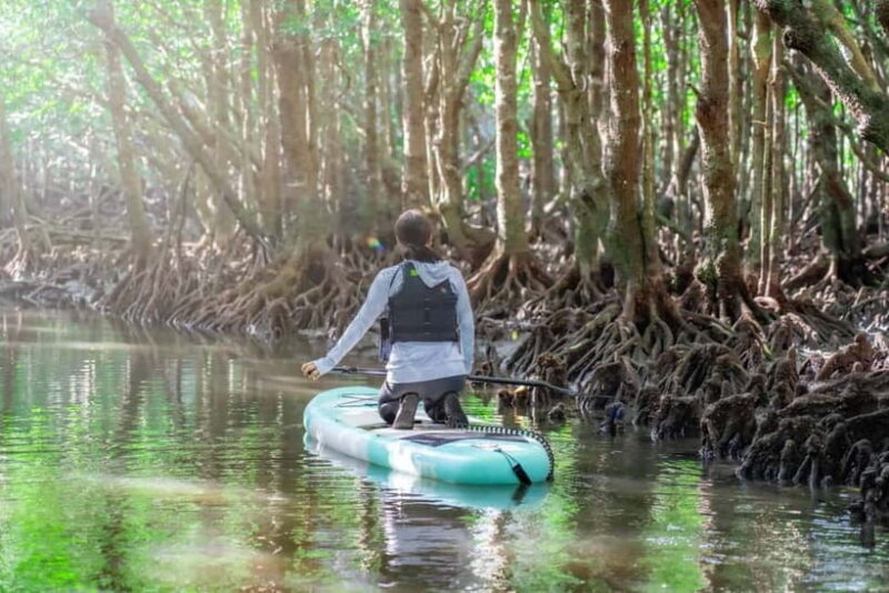 Ishigaki:Mangrove&Sea SUP/Kayak Tour with SLR&Drone footage - Frequently Asked Questions