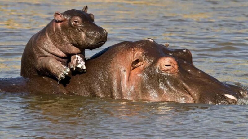 Isimangaliso Boat Cruise & Game Drive Day Tour from Durban - Key Points