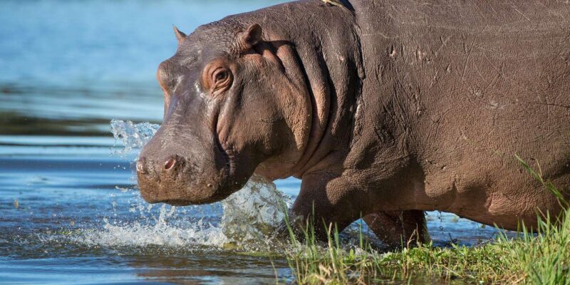 Isimangaliso Day Tour & Hippo & Croc Boat Cruise From Durban - FAQs