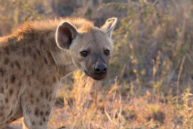iSimangaliso Sunset Game Drive - What Reviewers Say