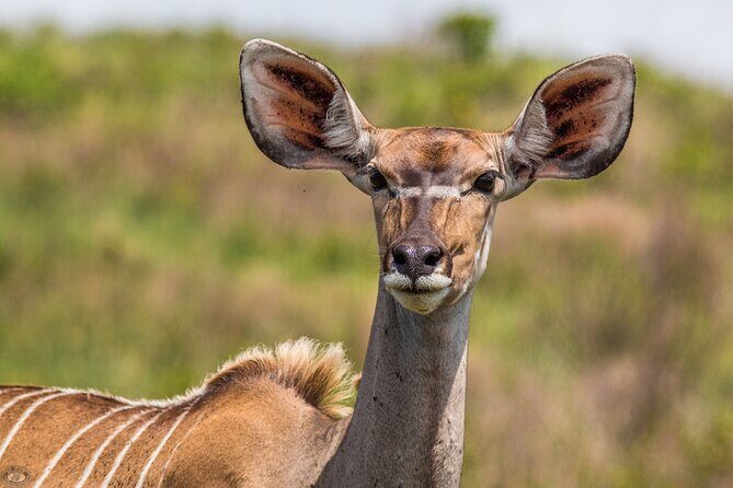 iSimangaliso Sunset Game Drive - Final Thoughts