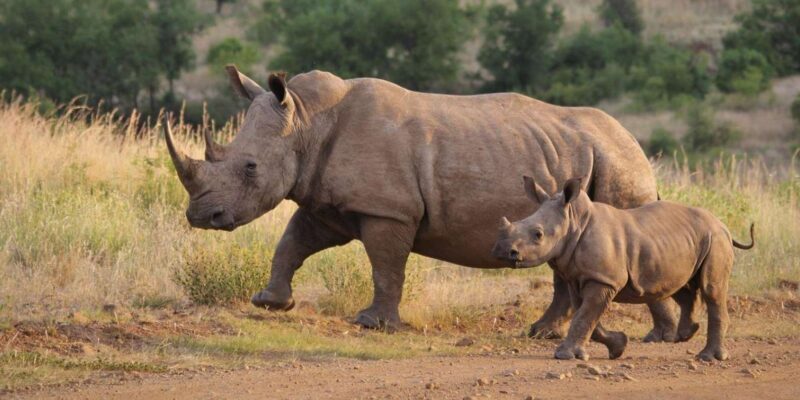 Isimangaliso Wetland Park Boat Cruise & Game Dve from Durban - Starting the Day: An Early Departure from Durban  