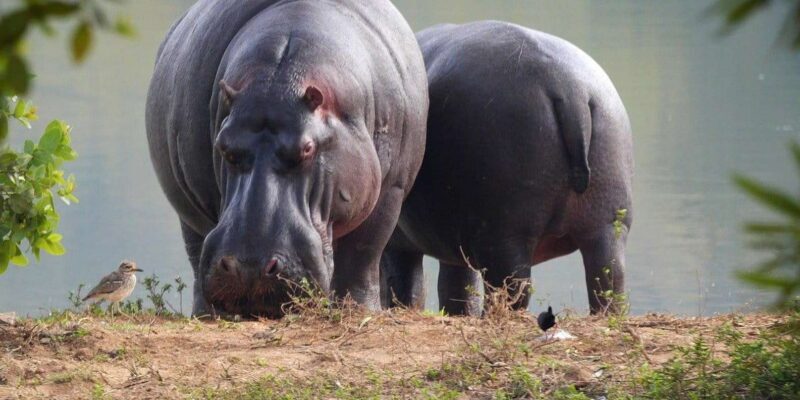 Isimangaliso Wetland Park Boat Cruise & Game Dve from Durban - The Game Drive in Isimangaliso Wetlands Park  