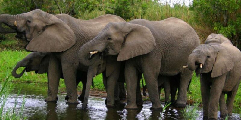 Isimangaliso Wetland Park Boat Cruise & Game Dve from Durban - Final Thoughts on the Experience  