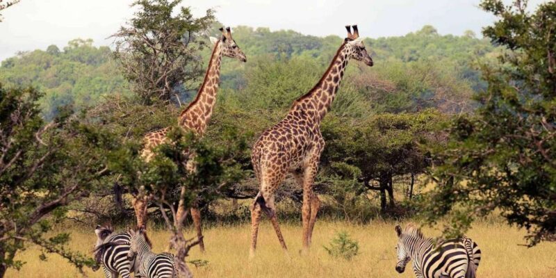 Isimangaliso Wetland Park Boat Cruise & Game Dve from Durban - The Sum Up  