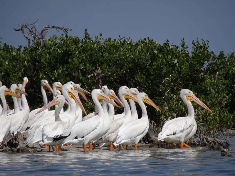Isla Aguada: Flight of the Bird and the Smile of the Dolphin - Key Points