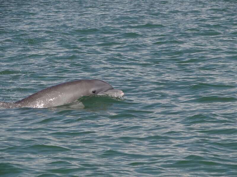 Isla Aguada: Flight of the Bird and the Smile of the Dolphin - An Overview of the Tour Experience