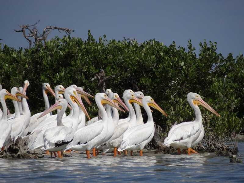 Isla Aguada: Flight of the Bird and the Smile of the Dolphin - Final Thoughts