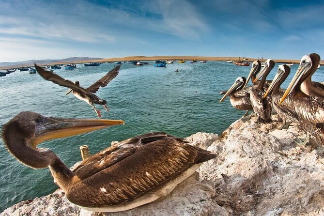 isla-ballestas-huacachina-lima