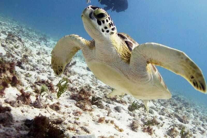 Isla Mujeres: 2-Tank Dive for Certified Divers - FAQs