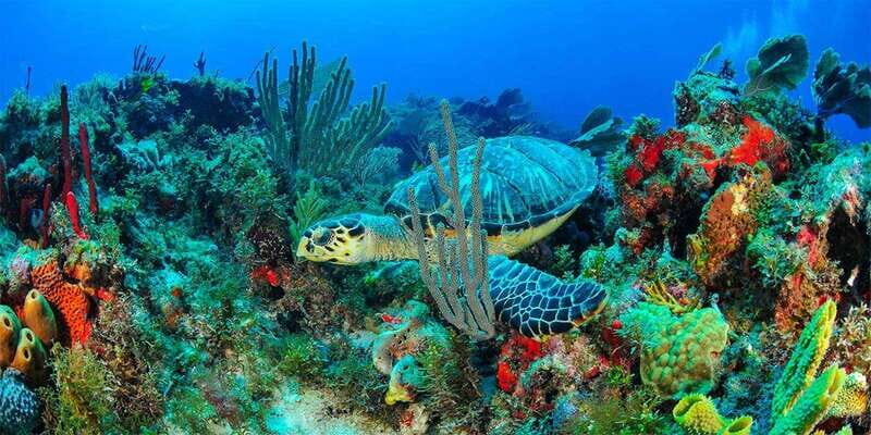 Isla Mujeres Full-Day Sailing Trip with Lunch and Open Bar - A Closer Look at the Itinerary and Experience